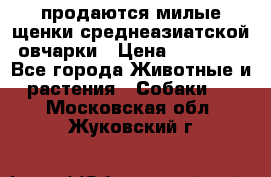 продаются милые щенки среднеазиатской овчарки › Цена ­ 30 000 - Все города Животные и растения » Собаки   . Московская обл.,Жуковский г.